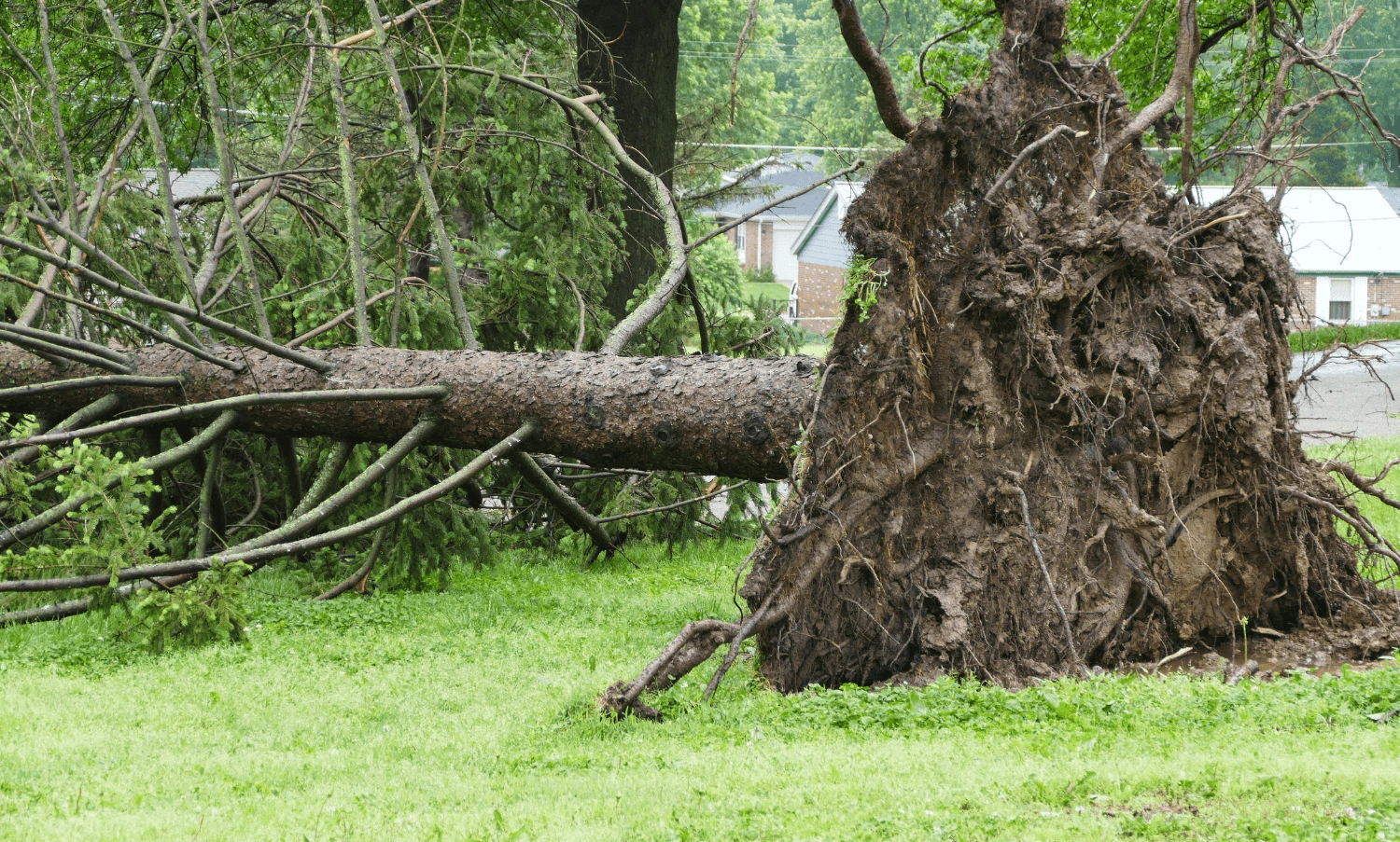 How to storm-proof your garden and outdoor spaces