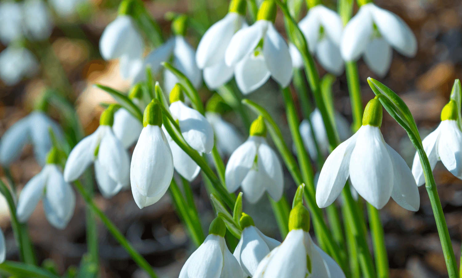 Refresh your home for a new season